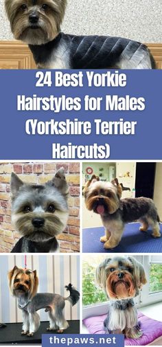 yorkie hair styles for males yorkshire terrier haircuts