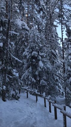 a snowboarder is going down a snowy path in the woods with trees on either side