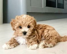 a small brown dog laying on top of a white floor