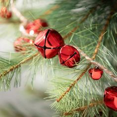 red bells hanging from the branches of a pine tree with cones and needles on it