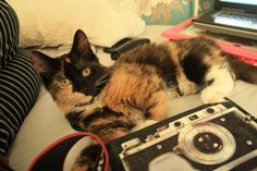 a calico cat laying on top of a bed next to a camera and laptop