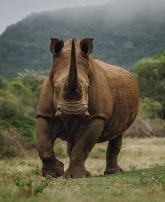 a rhinoceros standing on top of a grass covered field