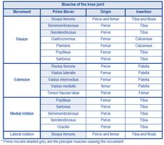 Muscle Names Anatomy, Manual Muscle Testing Chart, Origin And Insertion Of Muscles, Muscle Names, Muscle Origin And Insertion Chart, Muscular System Labeled, Tensor Fasciae Latae