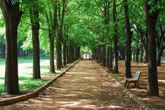 a bench sitting in the middle of a park lined with trees