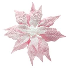 a pink and white poinsettia on a white background