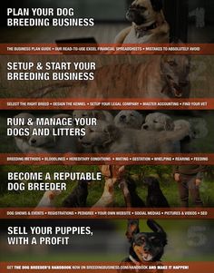 an info sheet describing the different types of dogs and how they can be used to help them