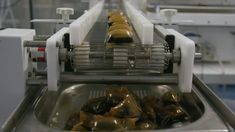 a conveyor belt filled with mussels on top of a metal sink in a factory