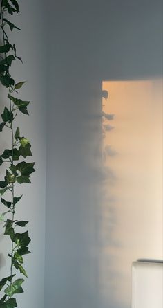 a plant casts a shadow on the wall