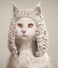 a white cat with chains on it's head wearing a wig and chain around its ears