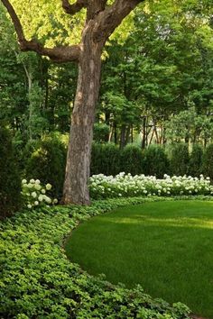 a lush green lawn surrounded by trees and bushes with white flowers in the center, next to a large tree