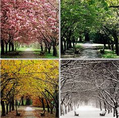 four different pictures of trees with flowers and leaves in the fall, winter or spring