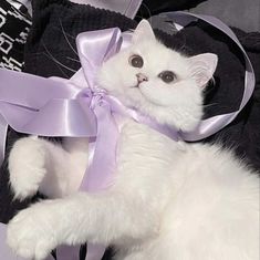 a white cat wearing a purple ribbon around its neck