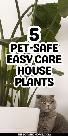 5 best pet safe houseplants for cats and dogs, featuring cat safe plants and pet friendly house plants. Indoor Plants Pet Friendly, Cat Safe House Plants, Pet Friendly House Plants, Safe House Plants, Benefits Of Indoor Plants, Cat Friendly Plants, Toxic Plants, Greenery Plants