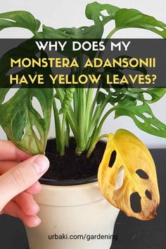 a person holding a plant with the words why does my monstera adonisi have yellow leaves?