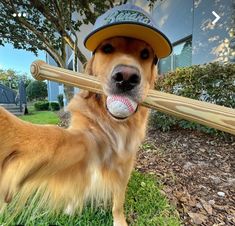 a dog with a baseball and bat in its mouth