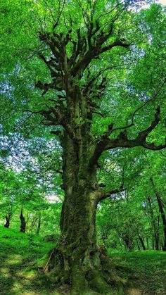 an old tree in the middle of a green forest