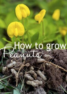 yellow flowers growing out of the ground with text overlay that reads how to grow peanuts