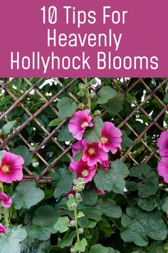 pink flowers growing on the side of a fence with text overlay reading 10 tips for heavenly hollywood blooms