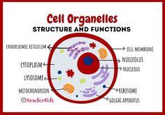 What’s found inside a cell? What ia an organelle? Structure Of Cell, Cell Parts And Functions, Cell Biology Notes, Cell Parts, Cell Organelles, Anatomy Bones, 8th Grade Science, Cell Structure