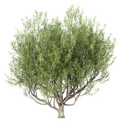 an olive tree with green leaves is shown on a white background in this 3d image