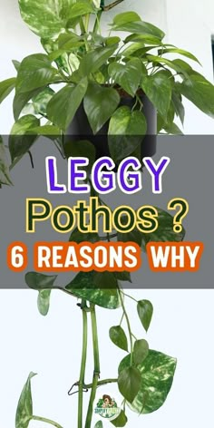 Pothos Plant Care | Indoor Plant Problems - Pothos Plant Care | Indoor Plant Problems - Causes of leggy Pothos plants
Fixing a leggy Pothos -
- Solutions for leggy Pothos growth
- Reasons behind Pothos elongation
- Treating legginess in Pothos plants
- Pothos plant leggy appearance remedies
- Pruning tips for leggy Pothos
- Addressing legginess in Pothos care
- Revitalizing a leggy Pothos plant
- Proper pruning to encourage bushy Pothos
- Fertilization and Pothos plant shape Pothos Plant Decor, Pathos Plant, Ivy Plant Indoor, Pothos Vine, Ivy Plants, Plant Problems