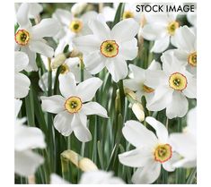 white daffodils with yellow center surrounded by green stems