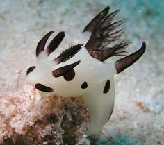 an animal with black and white markings on its body sitting in the sand next to some seaweed