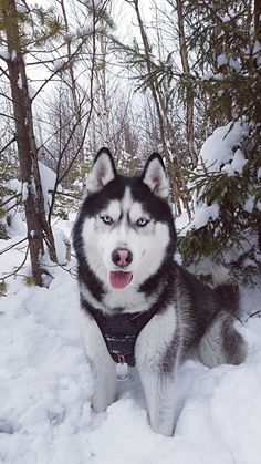 a husky dog standing in the snow near some trees and bushes with its mouth open