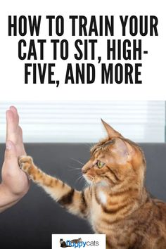 a cat that is standing up with its paw raised in front of the caption, how to train your cat to sit high five and more