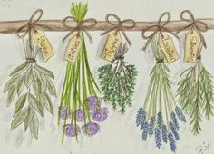 an illustration of herbs hanging from a branch with name tags on them and tied in twine