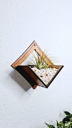 an air plant hanging from the side of a wall