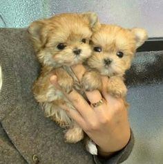 two small dogs are being held in someone's hand