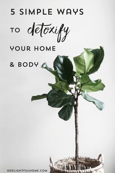 a potted plant with the words 5 simple ways to detoxfy your home and body