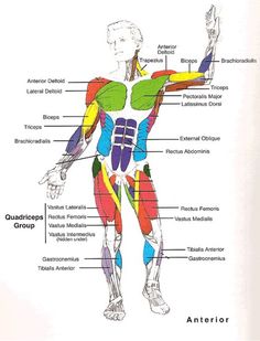 an image of the muscles and their functions in human body diagram with labels on it