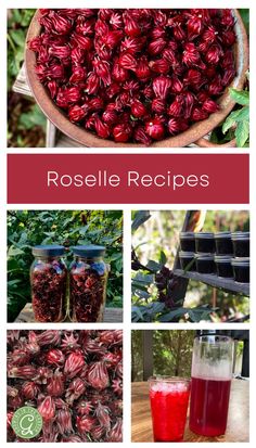 roselle recipe collage with red flowers and drinks