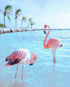 three flamingos standing in the water near some palm trees