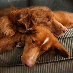 two brown dogs laying on top of a couch