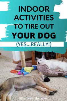 two dogs laying on the floor with text overlay that reads indoor activities to tire out your dog yes really