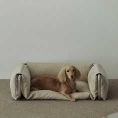 a brown dog laying on top of a couch