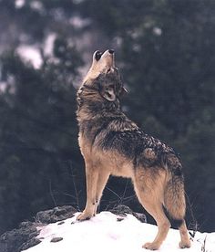 a wolf standing on top of a snow covered hill