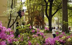 people are walking down the sidewalk in front of some trees and bushes with purple flowers