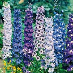 Winterharte Stauden sind die perfekte Wahl für eine gelungenepflegeleichte GartengestaltungDiese 20 tollen Pflanzen helfen Ihnen dabei. British Gardens, Delphinium Plant, Clematis Trellis, Larkspur Flower, Delphinium Flowers, Perennial Flower, Seaside Garden, Full Sun Perennials