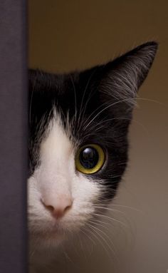 a black and white cat with yellow eyes peeking out from behind a door frame looking at the camera