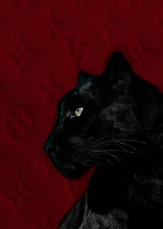 a black cat sitting on top of a red blanket