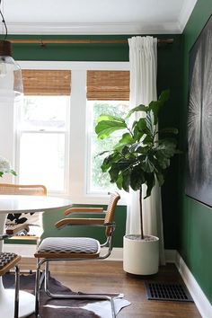 a living room with green walls and white drapes on the windowsills, a chair in front of a potted plant