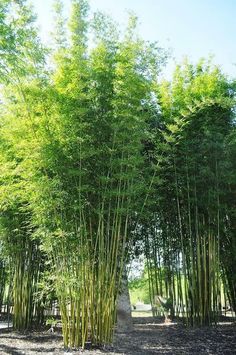 tall bamboo trees in the middle of a forest