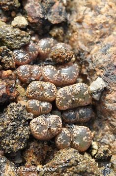 some rocks that are brown and black with white speckles