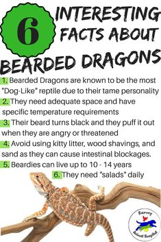 an info sheet describing interesting fact about bearded dragon