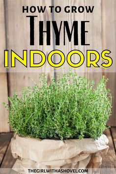 thyme indoors in a bag with text overlay that reads how to grow thyme indoors