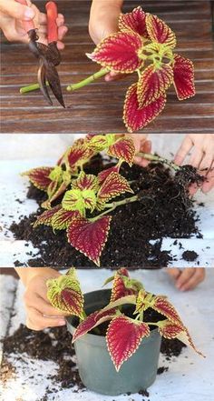 Propagate Coleus, Coleus Varieties, Shade Plants Container, Shade Loving Flowers, Shade Garden Design, Shade Garden Plants, نباتات منزلية, Garden Plant Pots, Container Gardening Flowers